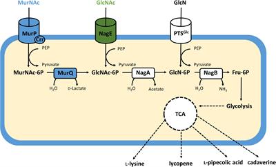 Production of Food and Feed Additives From Non-food-competing Feedstocks: Valorizing N-acetylmuramic Acid for Amino Acid and Carotenoid Fermentation With Corynebacterium glutamicum